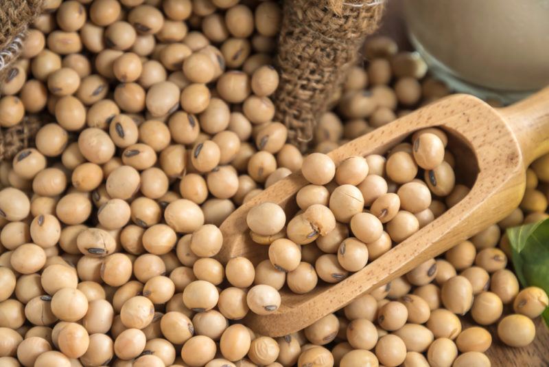 A large bowl of soybeans with a wooden scoop