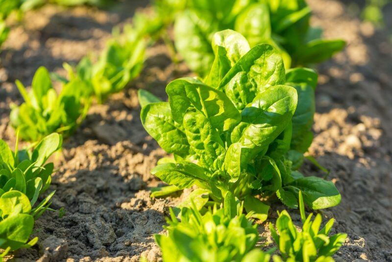 Fresh spinach growing in the garden