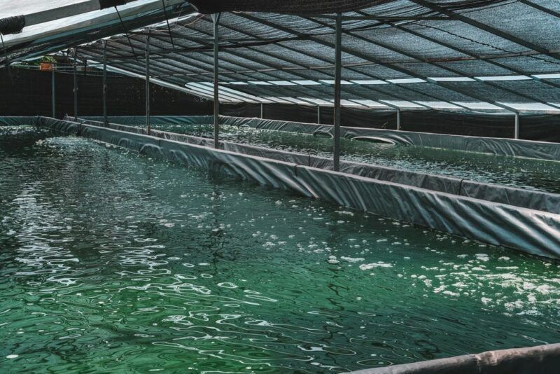 Spirulina being farmed in a large building