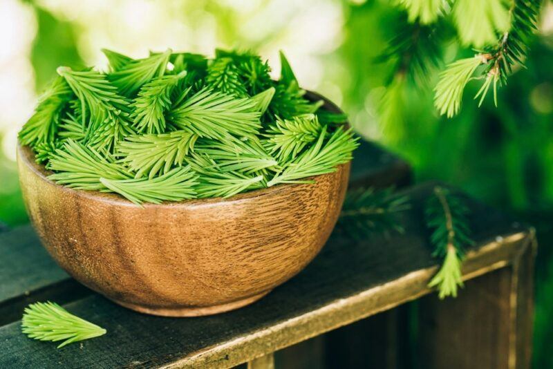 A large bowl of spruce tips that will be used to make spruce tip sugar cookies