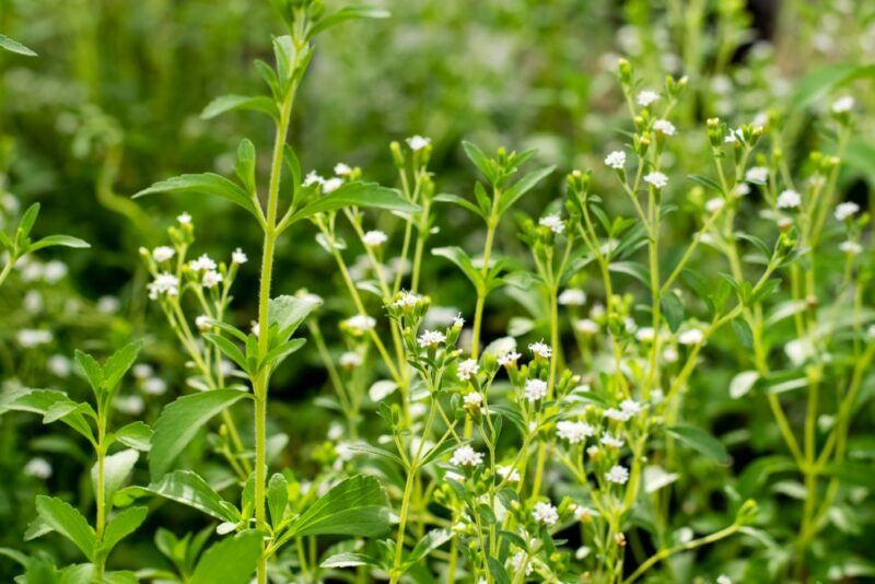 Fresh stevia plants growing in the wild with flowers