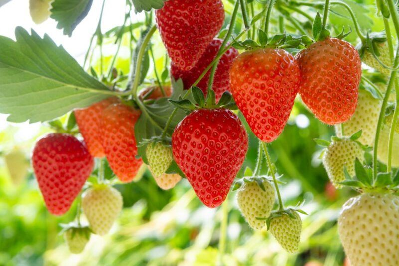 Fresh strawberries growing outside