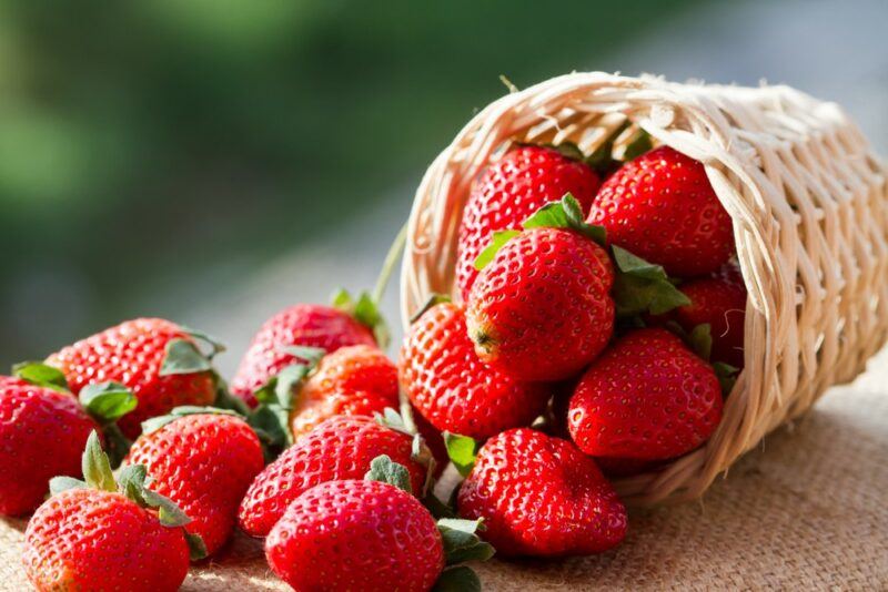 A basket filled with fresh strawberries that have been tipped over, where some strawberries are spilling onto the table