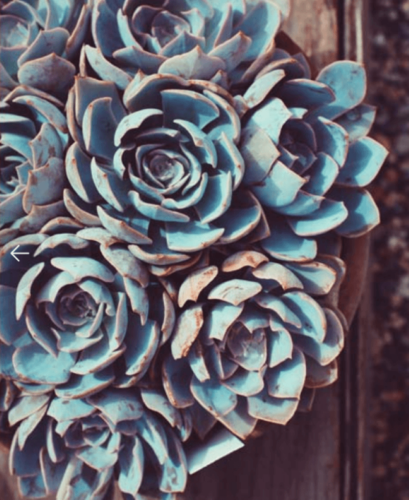 Sepia photo of a large succulent in a terracotta pot on a wood box 