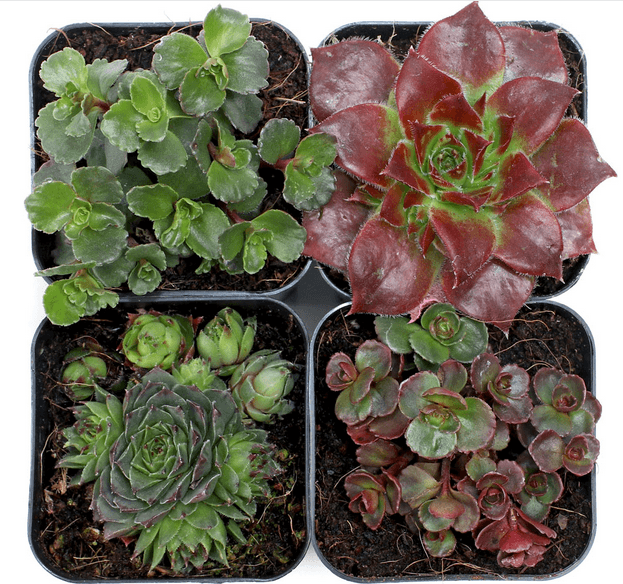 Succulent Box from Mountain Crest Gardens with four individual succulents