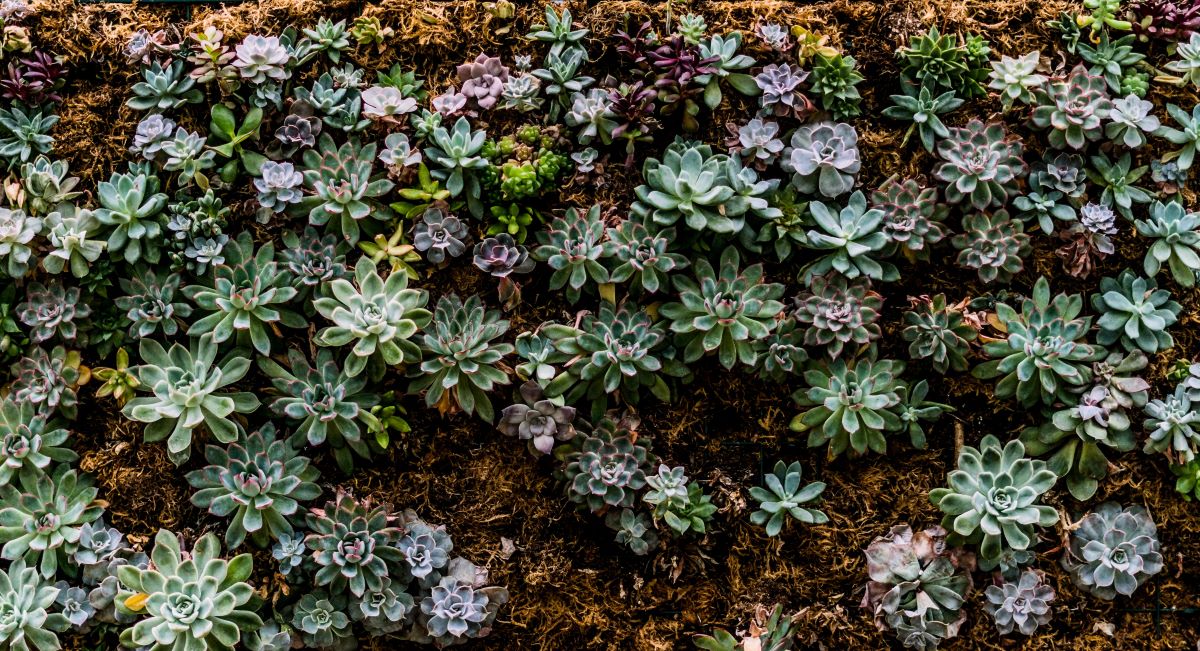  Succulent of the Month Club-Various green and purple Succulent plants in a garden with brown moss tucked around the plants.