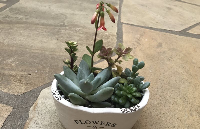 A selection of succlents in a planter box on concrete pavers