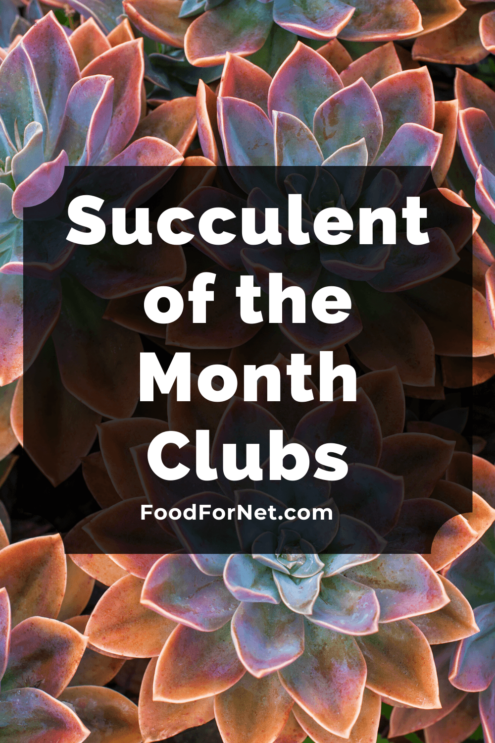 A collection of rainbox succlulents with text that talks about a succulent of the month club