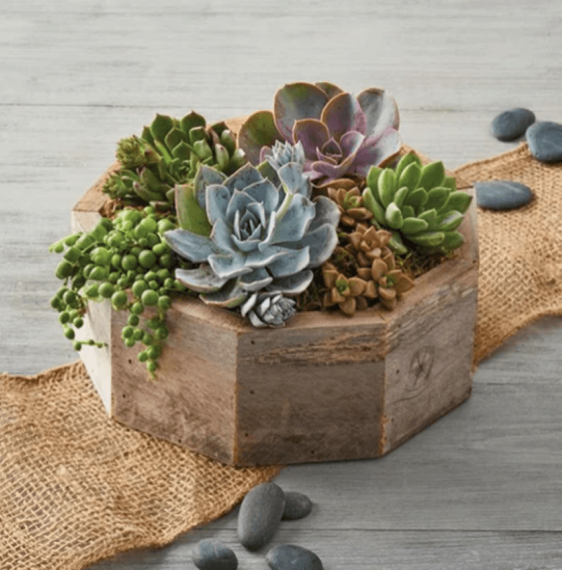 Small Succulent garden in wooden octagon box sitting on burlap with stones scattered decoratively around 