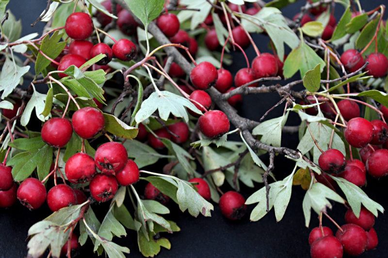 Red sugarberies against green leaves