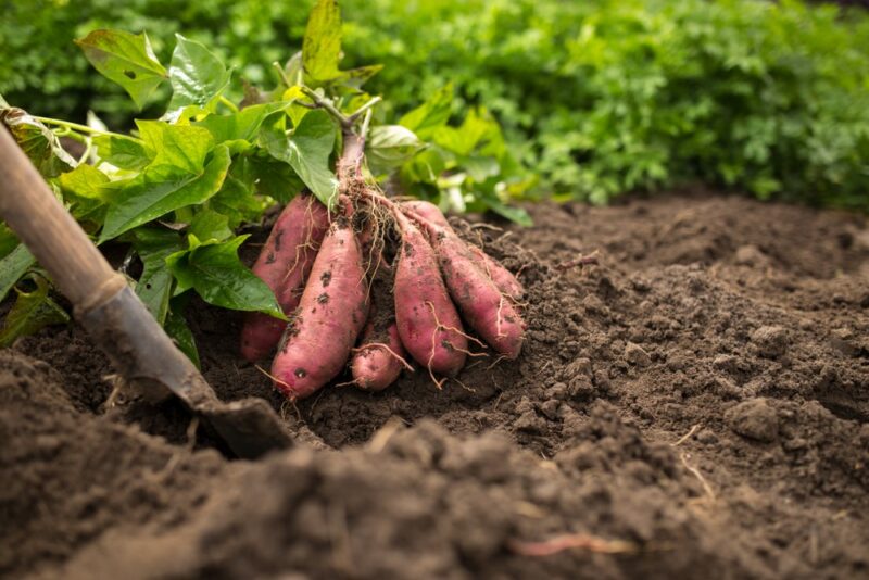 Sweet potatoes growing in dirt next to a shovel