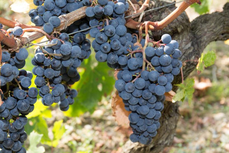 Syrah Shiraz Grapes