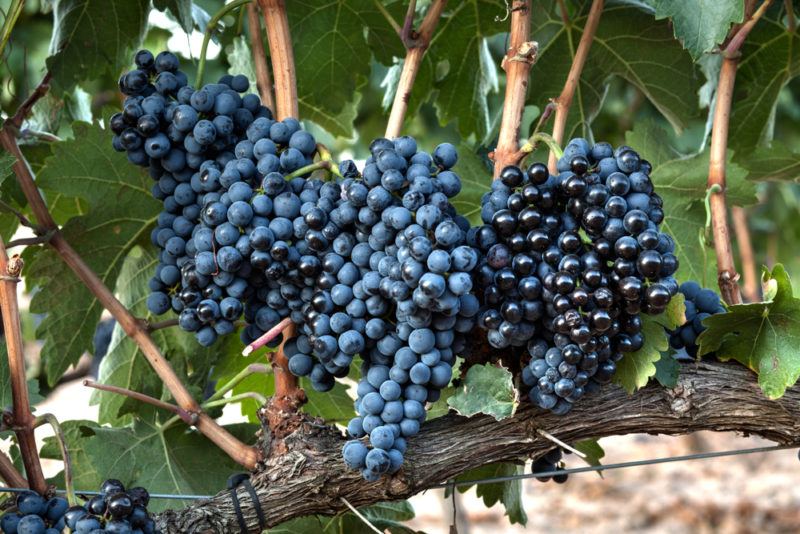 Tempranillo Grapes