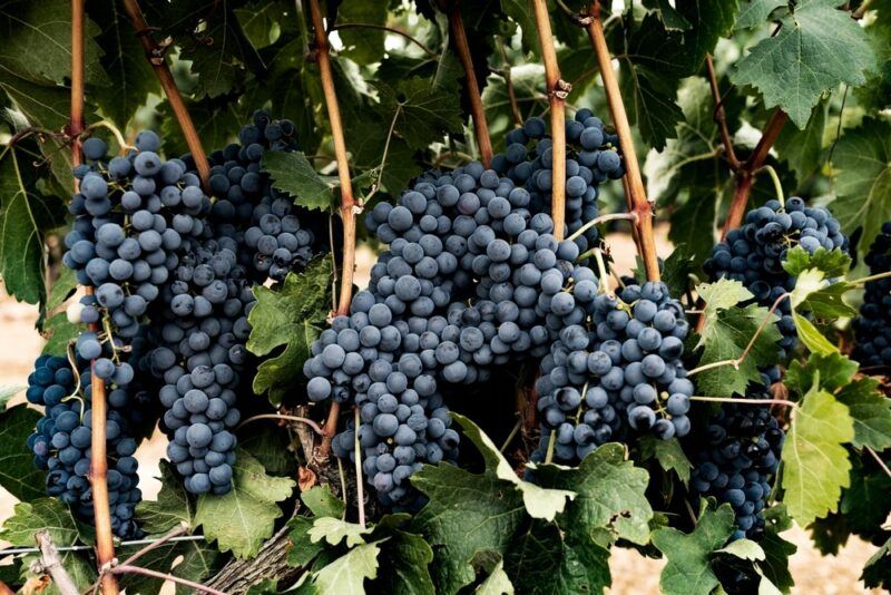 Temparanillo grapes growing outside on the vine