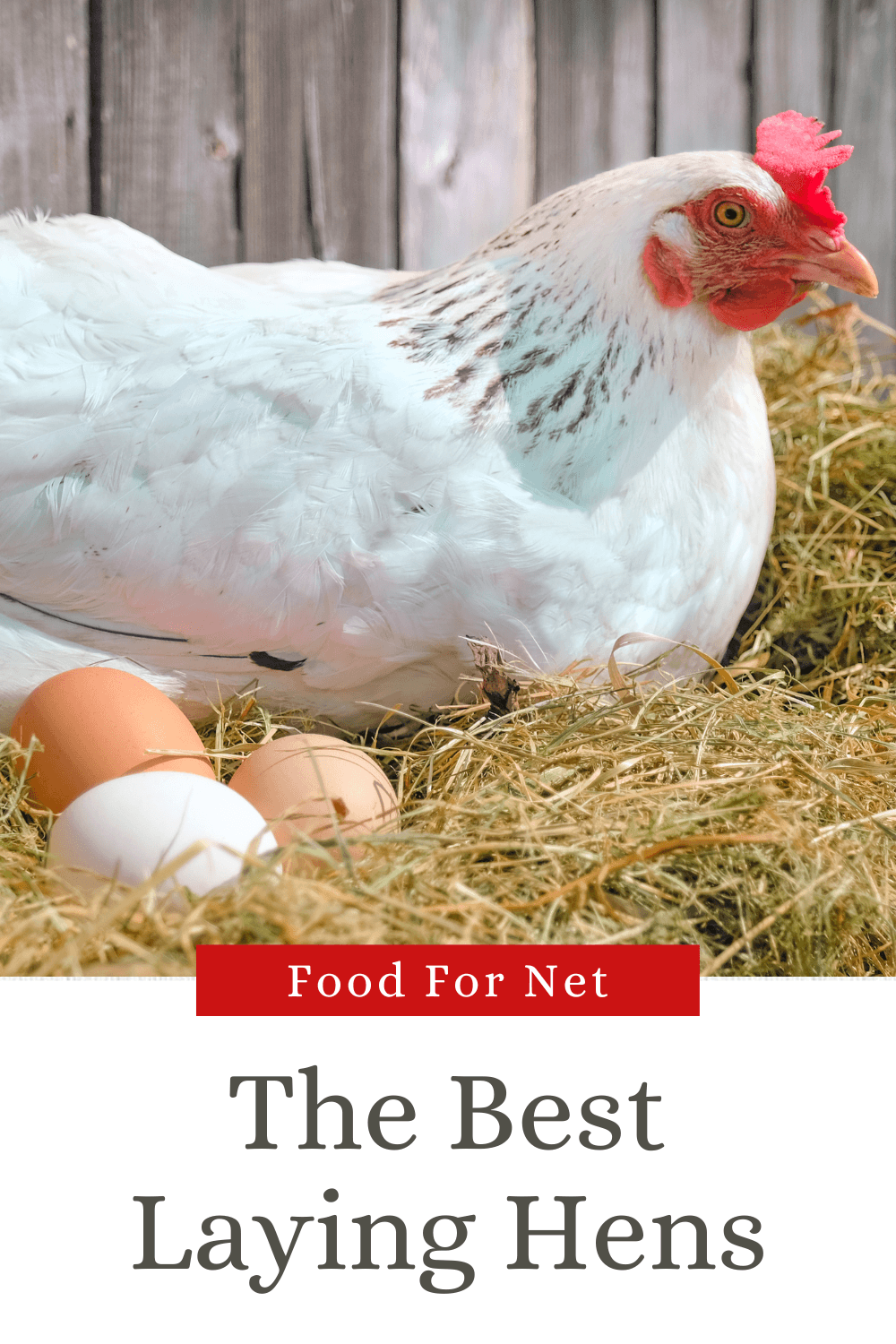 A white leghorn chicken nesting, as an example of the best laying hens