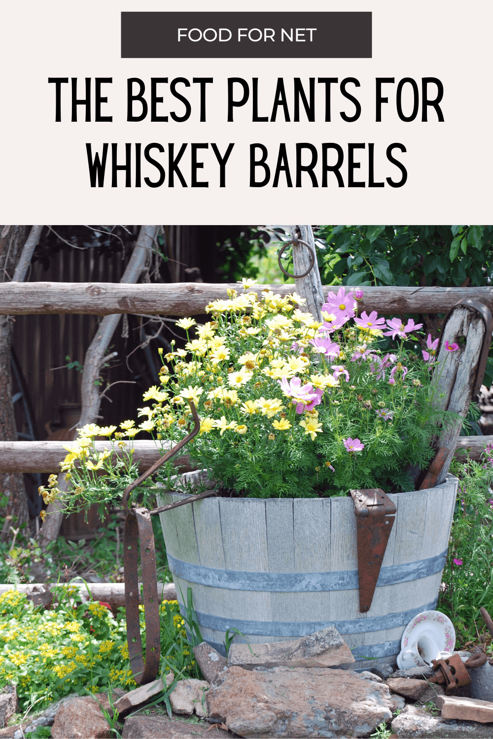 Best Plants For Whiskey Barrels. Flowers growing in an old whiskey barrel