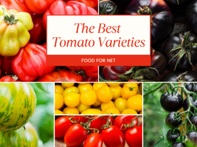 A selection of some of the best tomato varieties, including red, yellow, green and black tomatoes