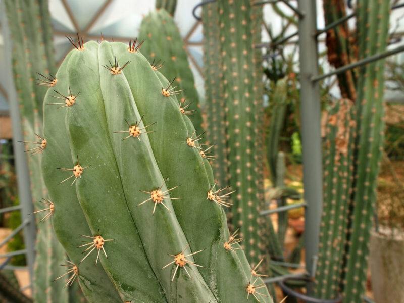 The Peruvian Torch Cactus growing outside