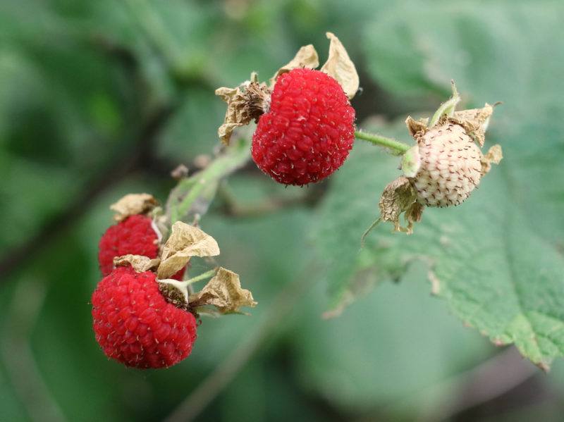 Fresh thimbleberries growing on a vine outside