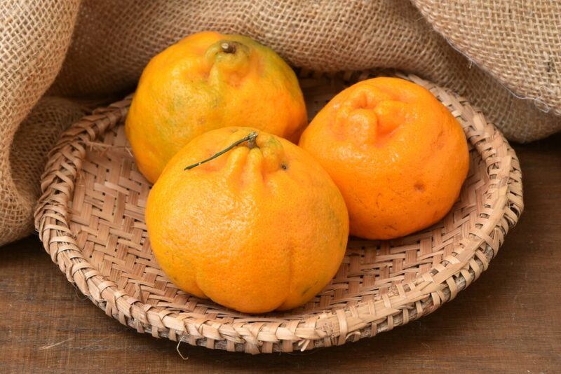 Three dekopon fruits in a shallow basket