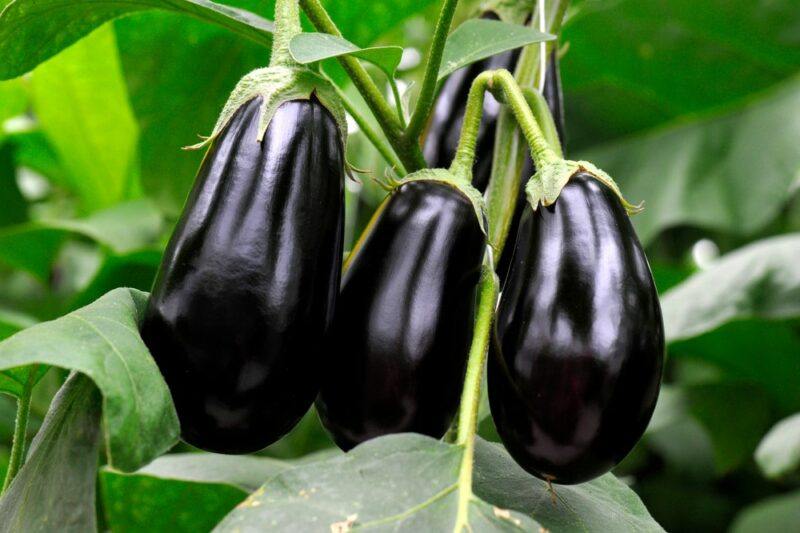 Three large purple eggplants growing outside