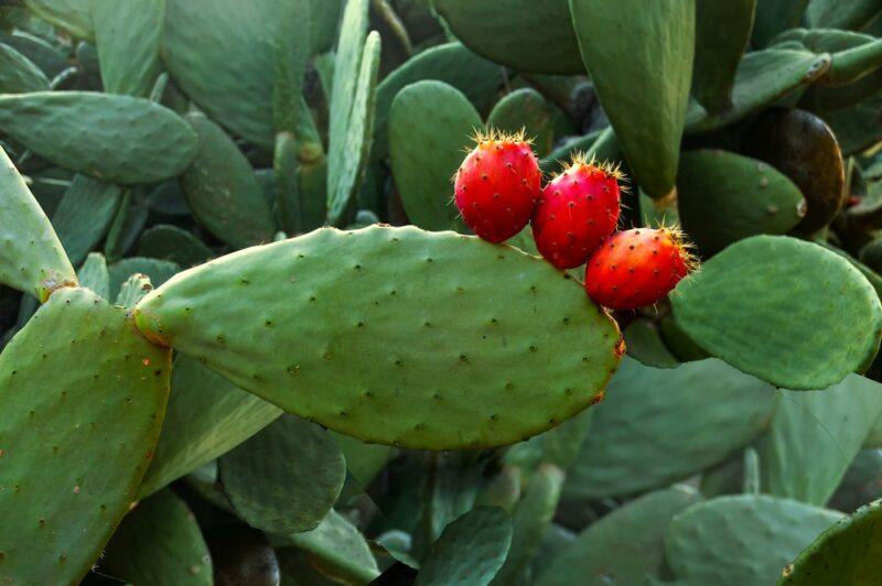 Cacti growing outside, with three fresh red fruits on them.