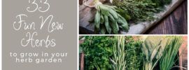 Bundles of herbs to represent herbs you can plant in your herb garden.