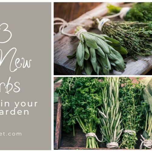 13 Psychedelic Plants You Can Grow But Not Eat! Food For Net