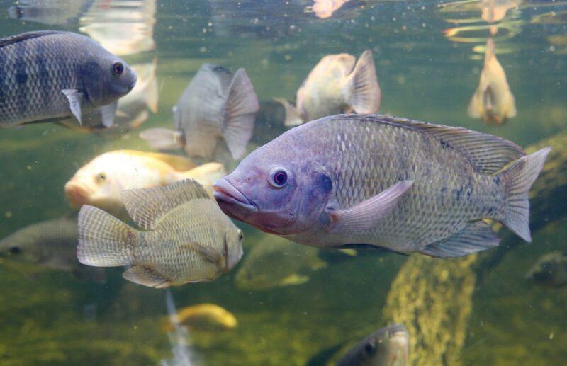 Blue and white tilapia swimming in a river