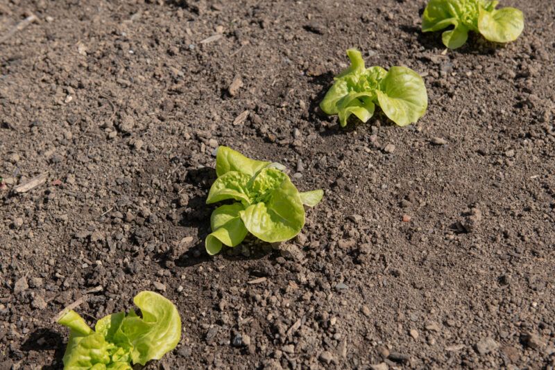 a row of Tom Thumb lettuce planted on the ground