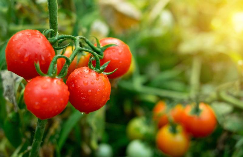 Fresh tomatoes on the vine