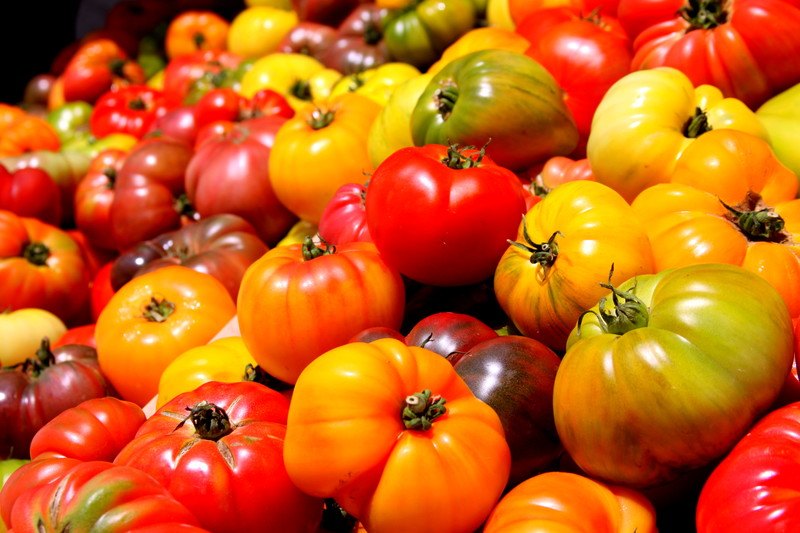 This photo shows several types of tomatoes in red, orange, yellow, green, and purple.