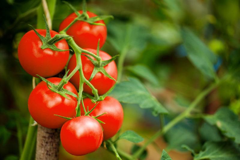 Six fresh ripe red tomatoes on a vine