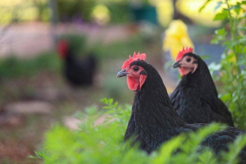 Two black Australorp chickens in greenery