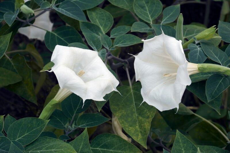 Two flowers from datura against many dark leaves