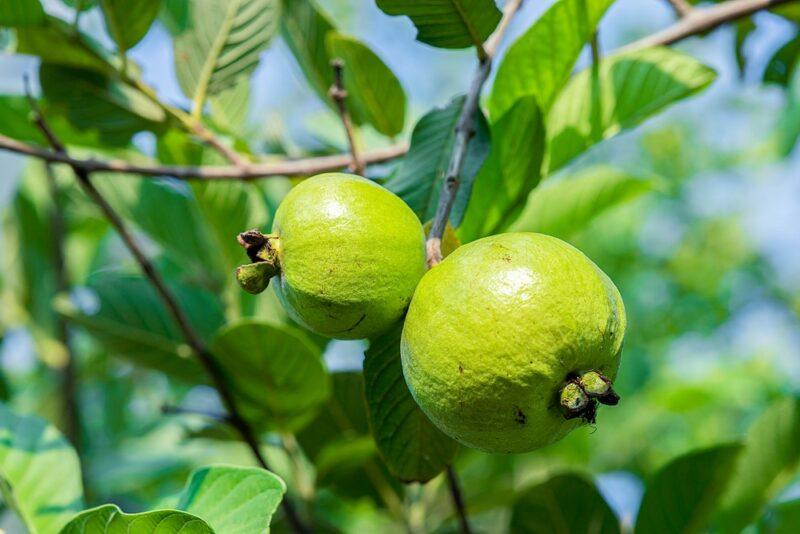 A tree with two fresh guava growing on it