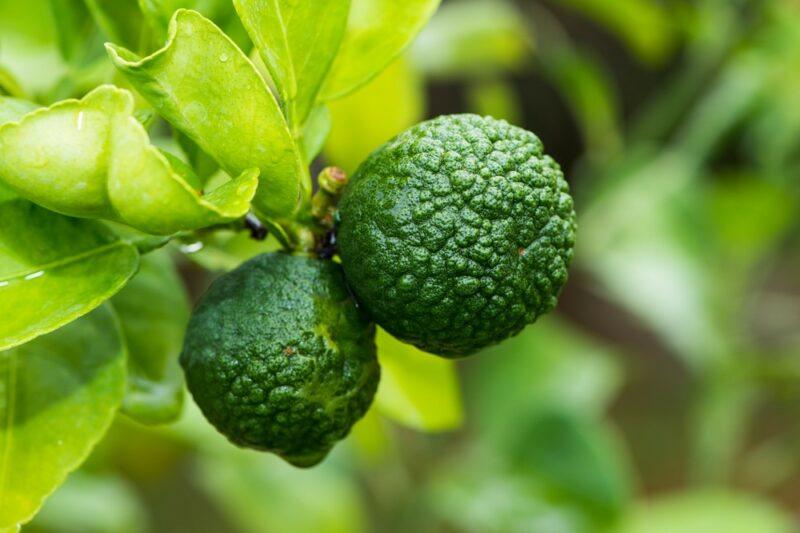 Two kaffir limes on a tree in the sunlight