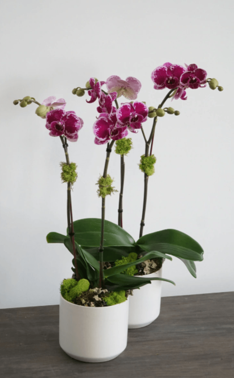 Two white pots of pink orchids sitting on a wooden table 