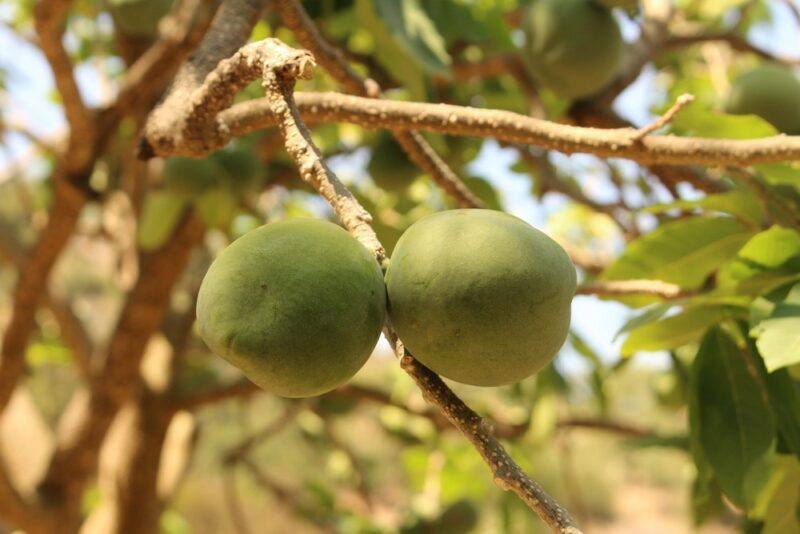 Two large white unripe sapotes growing on a tree outside