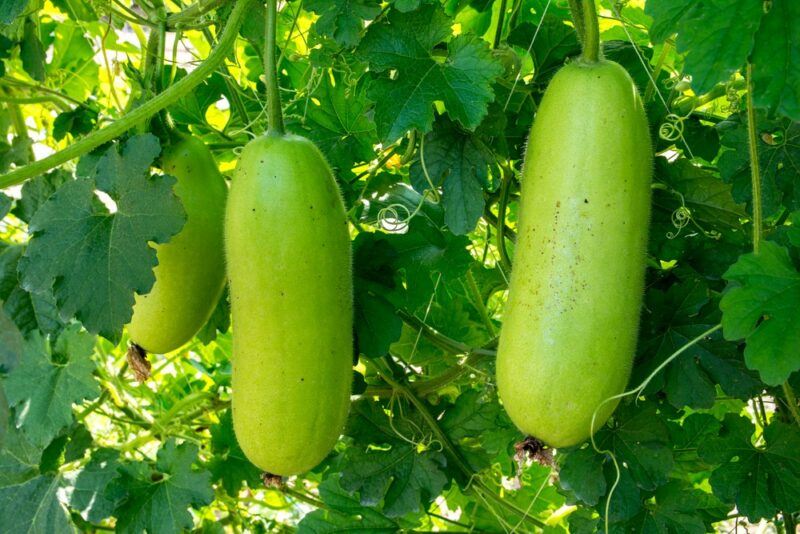 Two large winter melons growing outside with bright green leaves in the background