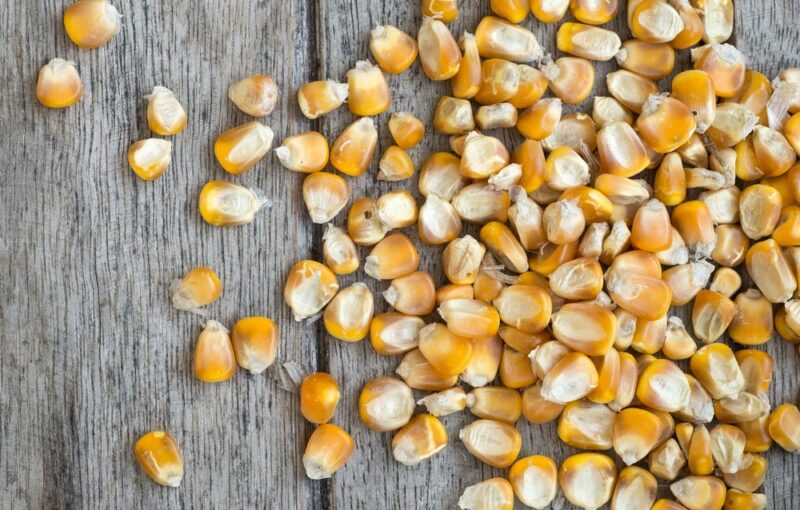 A wooden table with a collection of unpopped corn kernels for making popcorn