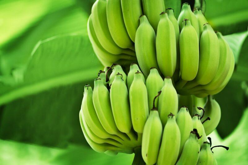 Green bananas growing on a vine with leaves in the background