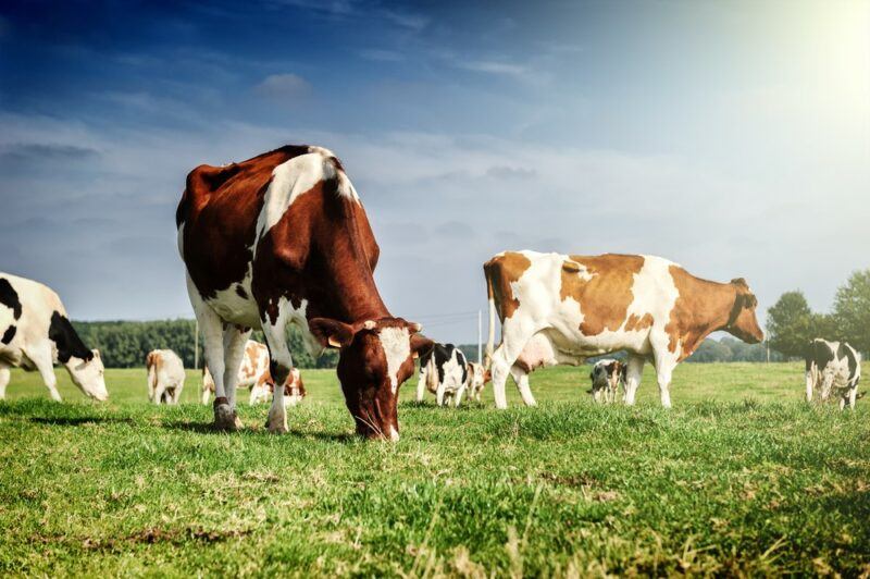 Cows grazing outside under a blue cloudy sky