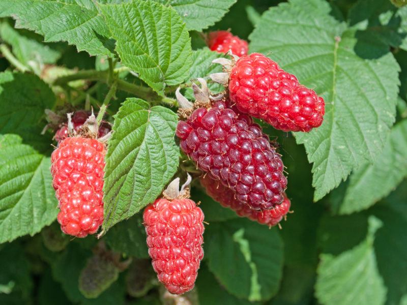  Une tayberry très mûre et trois qui sont près d'être mûres sur une vigne avec des feuilles 