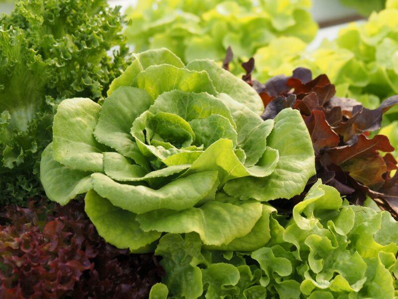 Different types of lettuce all close together, perhaps growing in a garden or in some type of basket