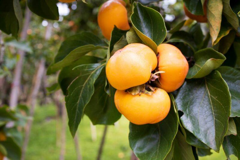 Yellow persimmons growing on a tree with dark green leaves