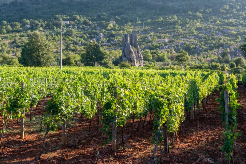 Vineyard Growing Petit Verdot Grapes