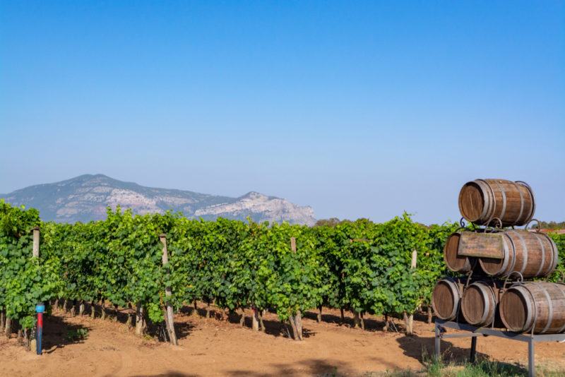 Vineyard Growing Petite Sirah Grapes