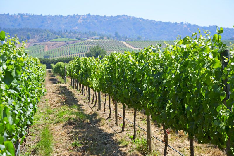 Vineyard in Chile for Pais Grapes