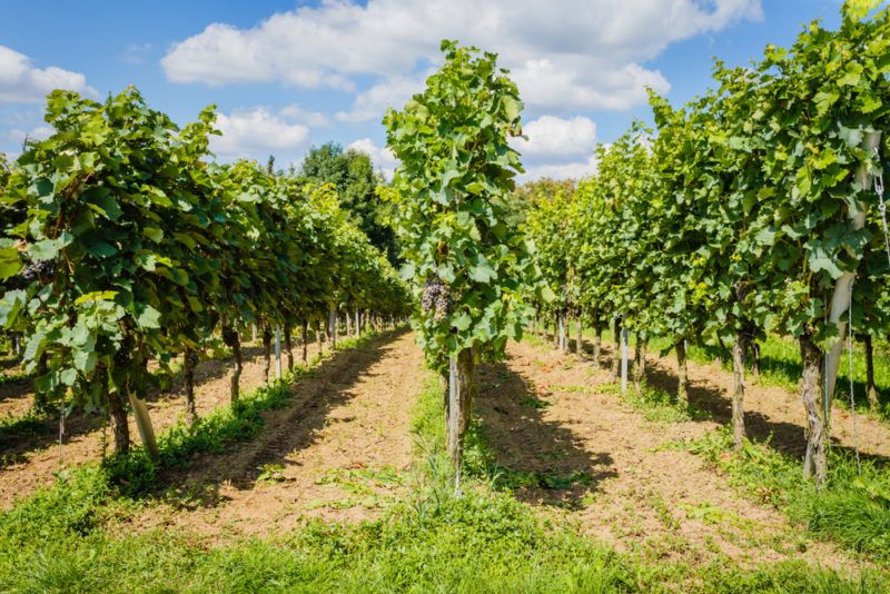 Vineyard in Germany Blaufrankisch Grapes